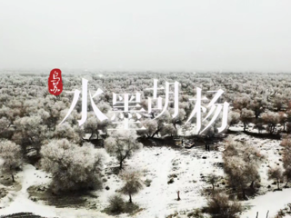 乌苏市水墨胡杨